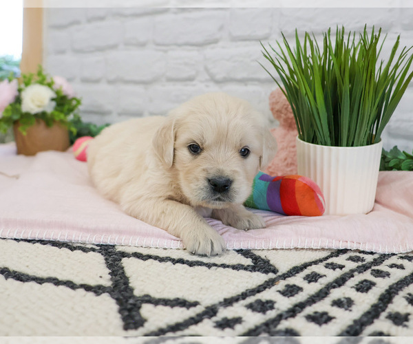 Medium Photo #8 English Cream Golden Retriever Puppy For Sale in SYRACUSE, IN, USA
