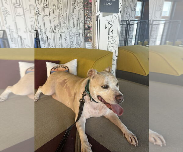 Medium Photo #4 Mutt Puppy For Sale in Mooresville, NC, USA