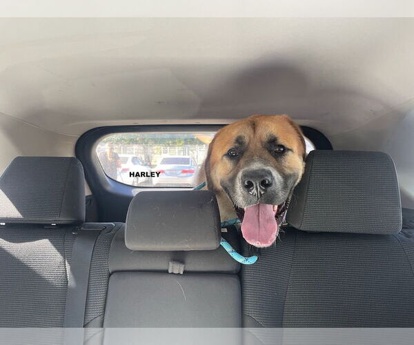 Medium Photo #5 Anatolian Shepherd-Unknown Mix Puppy For Sale in Woodland Hills, CA, USA