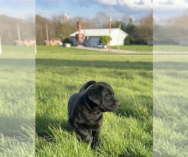 Medium Photo #4 Labrador Retriever Puppy For Sale in FREDERICKSBG, OH, USA