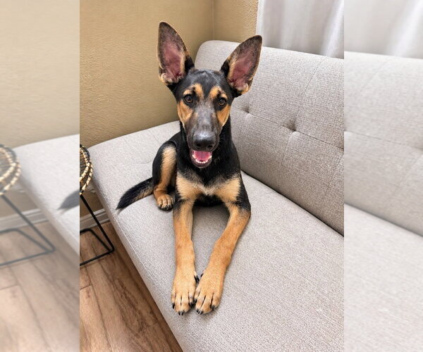 Medium Photo #2 German Shepherd Dog-Unknown Mix Puppy For Sale in Lake Forest, CA, USA