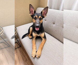 Huxley -  (Courtesy Post) Foster or Adopt Me! - Male German Shepherd Dog-Unknown Mix Dog for Adoption - Photo #2