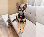 Small #1 German Shepherd Dog Mix