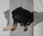 Puppy Purple German Shepherd Dog