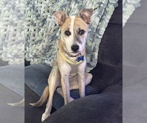 Benjamin - Male Mutt Dog for Adoption - Photo #3