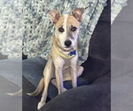 Small Photo #3 Mutt Puppy For Sale in Corona, CA, USA