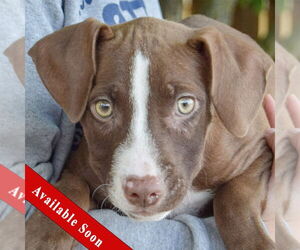 American Staffordshire Terrier-Labrador Retriever Mix Dogs for adoption in Huntley, IL, USA
