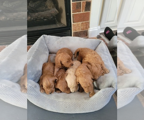 Medium Photo #2 Goldendoodle Puppy For Sale in DEXTER, GA, USA