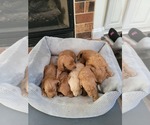 Small Photo #2 Goldendoodle Puppy For Sale in DEXTER, GA, USA