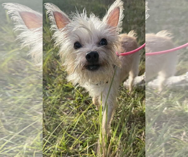 Medium Photo #1 Mutt Puppy For Sale in Sanford, FL, USA