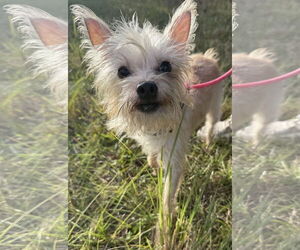 Mutt Dogs for adoption in Sanford, FL, USA