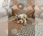 Small Photo #2 English Bulldog Puppy For Sale in CIBOLO, TX, USA