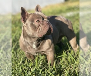 Father of the French Bulldog puppies born on 08/21/2025