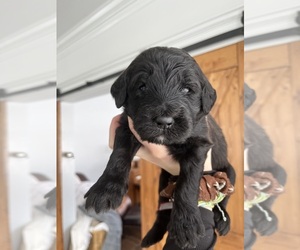 Goldendoodle Puppy for sale in DUNDEE, NY, USA