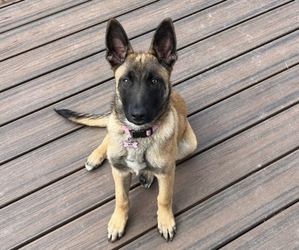 Belgian Malinois Puppy for sale in CHESTER, MD, USA
