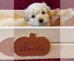 Small Photo #2 ShihPoo Puppy For Sale in CUMBERLAND, MD, USA