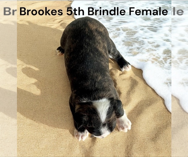 Medium Photo #11 Boston Terrier Puppy For Sale in EWING, KY, USA