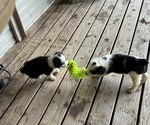 Small #6 Australian Shepherd-Old English Sheepdog Mix