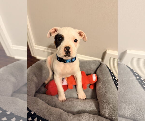 Medium Photo #4 Staffordshire Bull Terrier-Unknown Mix Puppy For Sale in Kannapolis, NC, USA