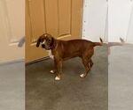 Small #1 Beagle Mix