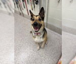 Small Australian Shepherd-German Shepherd Dog Mix