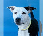 Small American Pit Bull Terrier