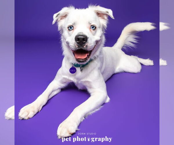 Medium Photo #5 Great Pyrenees-Unknown Mix Puppy For Sale in Fargo, ND, USA