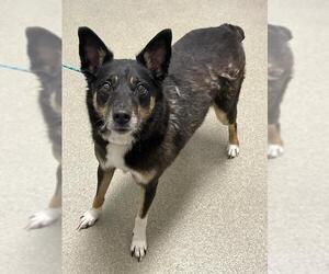 Border-Aussie Dogs for adoption in Las Vegas, NV, USA