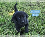 Small Photo #22 Labrador Retriever Puppy For Sale in EDGEWOOD, TX, USA