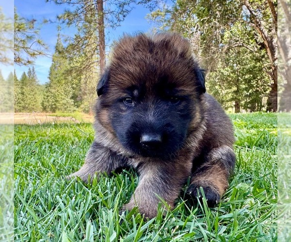 Medium Photo #5 German Shepherd Dog Puppy For Sale in MARIPOSA, CA, USA