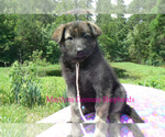 Small #2 German Shepherd Dog