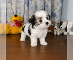 Small #39 Morkie