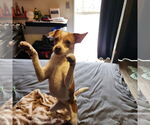 Small #4 Chihuahua Mix