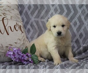 English Cream Golden Retriever-Golden Retriever Mix Puppy for sale in FREDERICKSBG, OH, USA