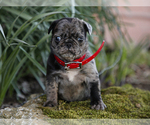 Small Photo #4 Jug-Pug Mix Puppy For Sale in LIBERTY, KY, USA