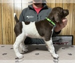 Small #1 German Shorthaired Pointer