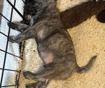 Small #1 Pug