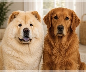 Father of the Chow Chow puppies born on 09/05/2026