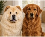 Small Photo #1 Chow Chow Puppy For Sale in ROTONDA WEST, FL, USA