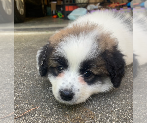 Medium Photo #2 Anatolian Pyrenees Puppy For Sale in Holly Springs, NC, USA