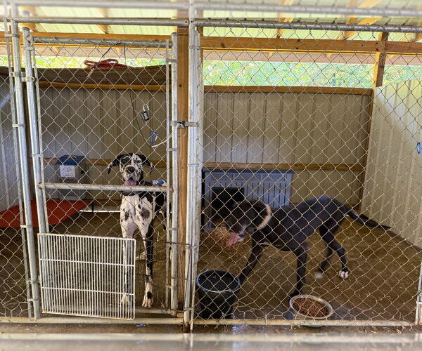 Medium Photo #2 Great Dane Puppy For Sale in Bullard, TX, USA