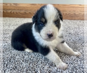 Australian Shepherd Puppy for sale in LODA, IL, USA