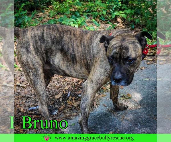 Medium Photo #3 Staffordshire Bull Terrier-Unknown Mix Puppy For Sale in Pensacola, FL, USA