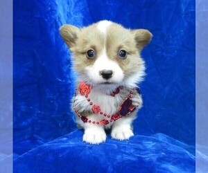 Pembroke Welsh Corgi Puppy for sale in NORWOOD, MO, USA