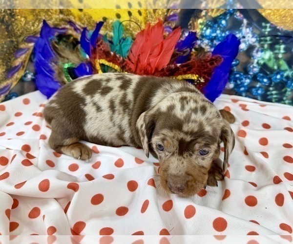 Medium Photo #4 Dachshund Puppy For Sale in CASSVILLE, MO, USA