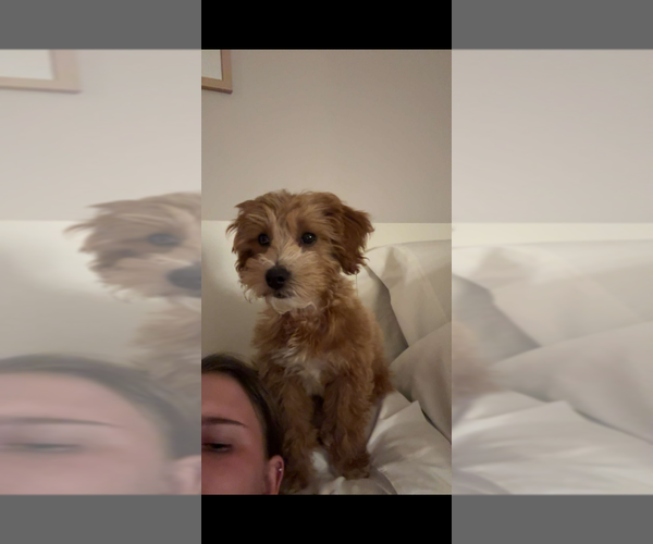Medium Photo #7 Goldendoodle (Miniature) Puppy For Sale in STATEN ISLAND, NY, USA