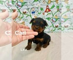 Image preview for Ad Listing. Nickname: Tiny Carl