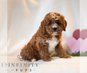 Cavapoo (Miniature) Puppy for sale in DORNSIFE, PA, USA