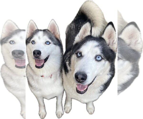 Medium Photo #9 Siberian Husky Puppy For Sale in Newport Beach, CA, USA