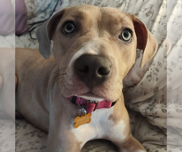Medium Photo #2 Mutt Puppy For Sale in Minneapolis, MN, USA